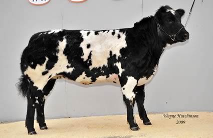 Bringlee Desiree ET – Supreme Champion